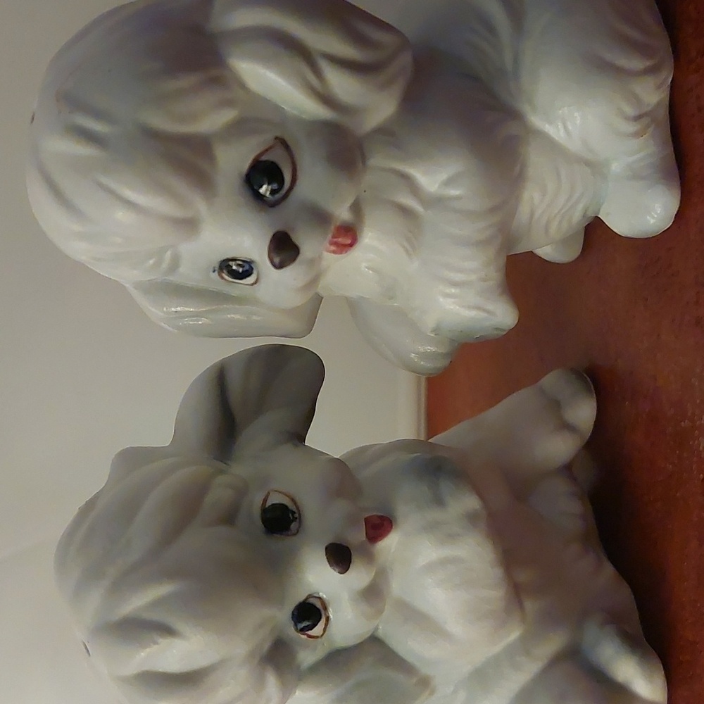 Poodle Salt & Pepper - Picture 13 of 13